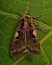 A double square spot moth Xestia c-nigrum Royalty Free Stock Photo