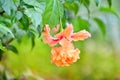 double stalked hibiscus flower