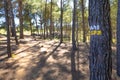 Double stripe sign painted on tree to signal a trail for trekking or rural biking on a forest in Spain Royalty Free Stock Photo