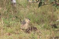 Double-striped Thick-knee Bird in the Llanos
