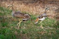 Double-striped Thick-knee - Burhinus bistriatus is stone-curlew family Burhinidae, resident breeder in Central and South America