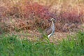 Double-striped Thick-knee - Burhinus bistriatus is stone-curlew family Burhinidae, resident breeder in Central and South America