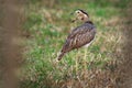 Double-striped Thick-knee - Burhinus bistriatus is stone-curlew family Burhinidae, resident breeder in Central and South America