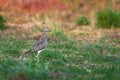 Double-striped Thick-knee - Burhinus bistriatus is stone-curlew family Burhinidae, resident breeder in Central and South America