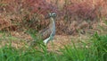 Double-striped Thick-knee - Burhinus bistriatus is stone-curlew family Burhinidae, resident breeder in Central and South America,