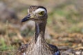 Double-striped Thick-knee 841111