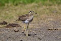 Double-striped Thick-knee 841106