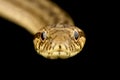 Double-Striped Water Snake Thamnodynastes ramonriveroi