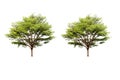 Double Terminalia ivorensis Chev tree isolated