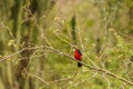 Double-toothed barbet Lybius bidentatus in a tree, Queen Elizabeth National Park, Uganda. Royalty Free Stock Photo