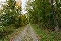 Double track gravel path through a deciduous forest in autumn. Royalty Free Stock Photo