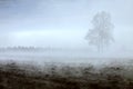 Double tree in morning fog