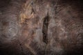 Double tree trunk cross section vintage wood texture