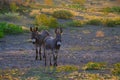 Double trouble mini donkeys in Texas landscape.