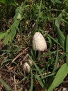 Double trouble shrooms