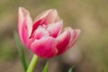 Double tulip Drumline Royalty Free Stock Photo