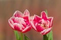Double tulip Drumline Royalty Free Stock Photo