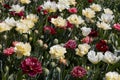 Double tulip flowers in white, pale yellow and dark red colors background in spring sunlight