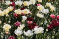 Double tulip flowers in white, pale yellow and dark red colors background in spring sunlight