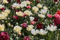 Double tulip flowers in white, pale yellow and dark red colours background in spring sunlight