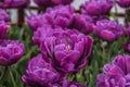Double Tulips Royalty Free Stock Photo