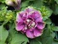Petunia `Tumbelina Darcey-Rosa` Royalty Free Stock Photo