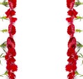 Double vertical border of bright red carnation flowers, place for text