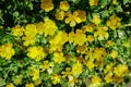 Double vision: Double exposure of yellow buttercups creates abs