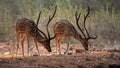 Double Vision: Twinning Deer Create a Spellbinding Visual Delight Royalty Free Stock Photo