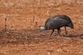 Helmeted Guineafowls Royalty Free Stock Photo