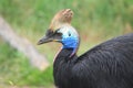 Double-wattled cassowary Royalty Free Stock Photo