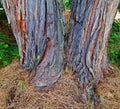 Double Take in the Cedars Royalty Free Stock Photo