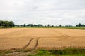 Double wheel tracks in a golden ripening wheat field Royalty Free Stock Photo