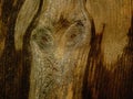 Knots in Pine Wood, Showing a Depiction of `Eyes` Royalty Free Stock Photo