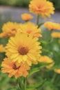 Double Yellow Coreopsis