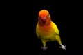 Double Yellow Lovebird, Bird Royalty Free Stock Photo