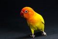 Double Yellow Lovebird, Bird Royalty Free Stock Photo