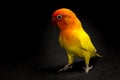 Double Yellow Lovebird, Bird Royalty Free Stock Photo