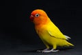 Double Yellow Lovebird, Bird Royalty Free Stock Photo