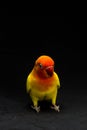 Double Yellow Lovebird, Bird Royalty Free Stock Photo