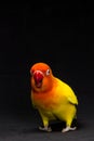 Double Yellow Lovebird, Bird Royalty Free Stock Photo