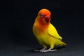 Double Yellow Lovebird, Bird Royalty Free Stock Photo