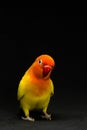 Double Yellow Lovebird, Bird Royalty Free Stock Photo