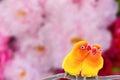 The Double Yellow Lovebird on blur backgro Royalty Free Stock Photo