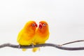 The Double Yellow Lovebird on white backgro Royalty Free Stock Photo