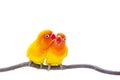 The Double Yellow Lovebird on white backgro Royalty Free Stock Photo