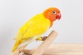 Double Yellow Lovebird Royalty Free Stock Photo