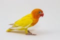 Double Yellow Lovebird Royalty Free Stock Photo