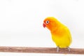 The Double Yellow Lovebird on white Royalty Free Stock Photo