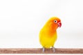 The Double Yellow Lovebird on white Royalty Free Stock Photo